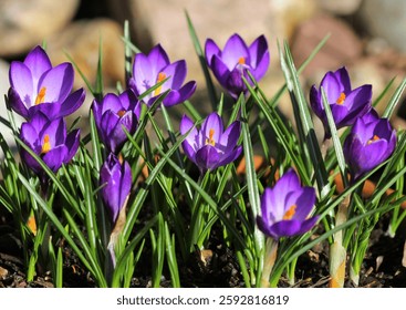A close up of Crocus 'Ruby Giant' flowering in March, UK.