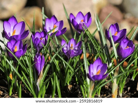 A close up of Crocus 'Ruby Giant' flowering in March, UK.