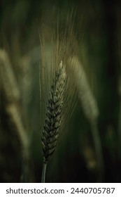 Close up of the crop 