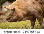 Close crop of large pig in farm setting