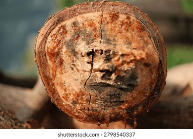 Close up cross section of a cut log showing natural tree sap resin dripping down the weathered annual rings wood texture.