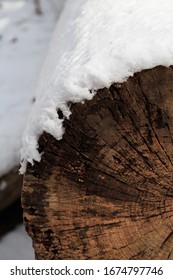 A close up of cross section of tree trunk with snow on the top.