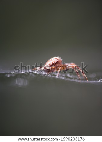 Similar – Image, Stock Photo cross spider Animal Spider