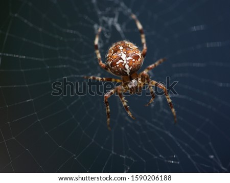 Similar – Image, Stock Photo cross spider Animal Spider