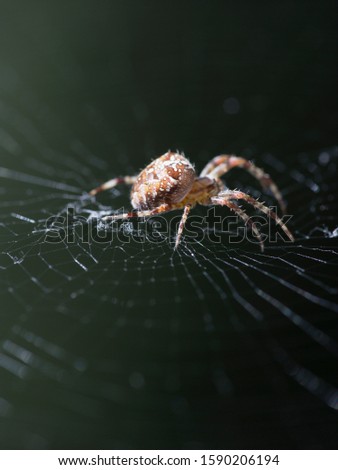 Similar – Image, Stock Photo cross spider Animal Spider