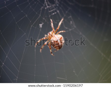 Similar – Image, Stock Photo cross spider Animal Spider