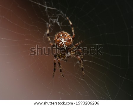 Similar – Image, Stock Photo cross spider Animal Spider