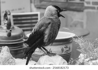 Close up of a crow 