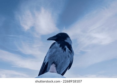 Close up to a crow with a dramatic background. black bird portrait of head and looking at camera. Wildlife in nature.