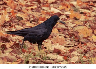 Close up of a crow foraging through fallen leaves in park