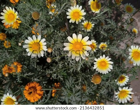 Close up of the Crown Daisy flowers. Crown Daisy.Flowers in garden. White daisy flower. Glebionis coronaria flower. Crown marigold flowers.