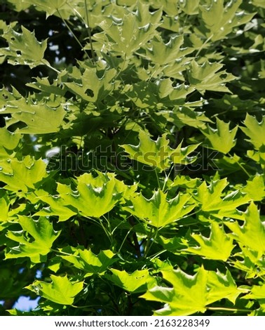 
A close up of the crown of a mapletree during springtime
