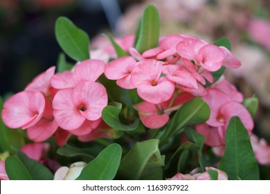 Rhododendron Arboreum Tree Rhododendron Known Burans Stock Photo ...