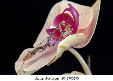 A Close Up Of A Cryptic Praying Mantis On A Flower In Bloom.