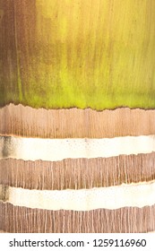 Close Up Cuban Royal Palm Or Florida Royal Palm Bark (latin: Roystonea Regia) Wallpaper Background Texture.