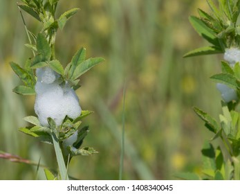 Close up of Cuckoo spit (Philaenus spumarius) on a plant.
