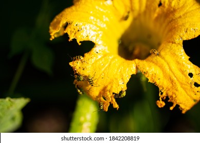 623件の きゅうりのカブトムシ の画像 写真素材 ベクター画像 Shutterstock