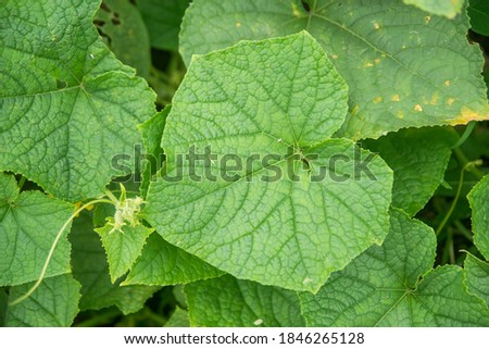 close up of cucumber leaves in the garden