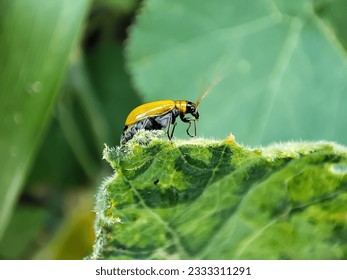Close up of Cucurbit Leaf Beetle (aulacophora indica) on top of the leaf of the pumpkin plant