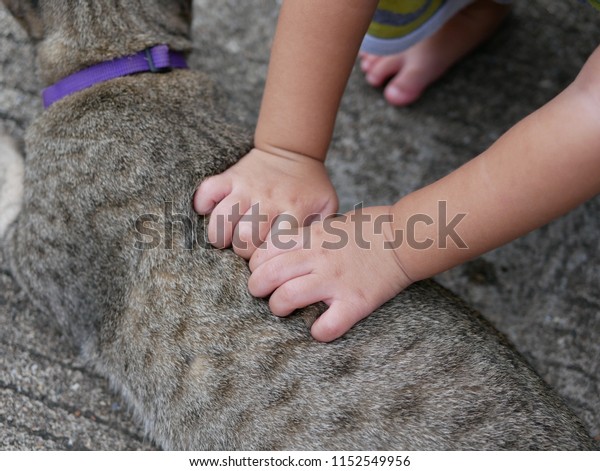 Close up of curious baby\'s hands touching and\
patting a friendly cat - friendly interaction with pets helps\
develop social skills among\
children