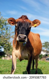 Close Up Of Curious Jersey Cow