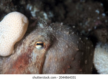 Close Up Of Curled Octopus Hiding Amongst Soft Coral (also Known As Lesser Octopus)