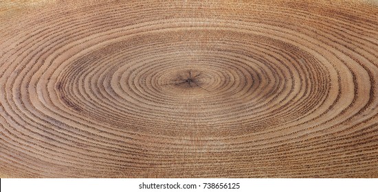 A close up of the cut of a ash tree. ( Fraxinus mandshurica )