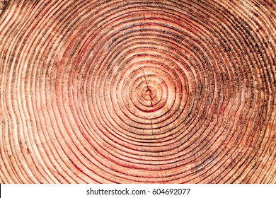 A Close Up Of The Cut Of A Cedar Tree