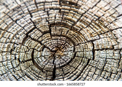 A close up of the cut of a cork tree. ( Phellodendron amurense )