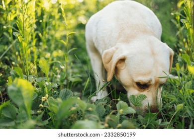 Close up of a cut golden labrador retriever in nature. A beautiful domestic dog sniffs a flower bed with strawberry bushes in the garden. Copy space.