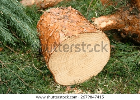 Close up of cut pine tree trunk, surrounded by soft greenery. Timber industry.