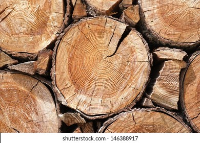 Close up of cut tree trunk