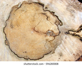 Close up of cut tree trunk