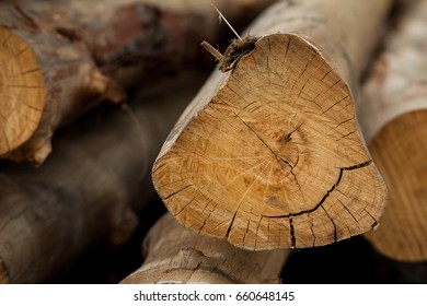 Close up of cut tree trunk, Pile of cut timber, Cross section, Structure of woods