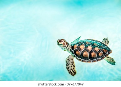 Close up of cute baby turtle in turquoise water