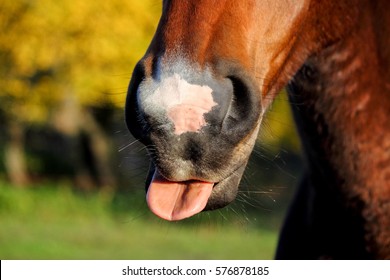 39,333 Horse feed Images, Stock Photos & Vectors | Shutterstock