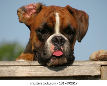 Close Up Of A Cute Boxer Dog Looking Over A Garden Fence