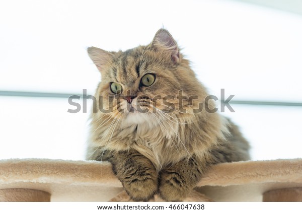 Close Cute Brown Tabby Persian Cat Stock Photo Shutterstock