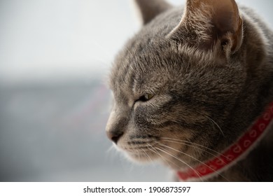 Close up of a cute cat.