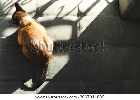 Close up of cute cat lying on sunny couch in living room. spending time alone at home.