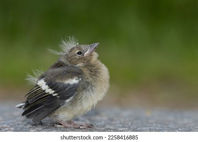 Close up of a cute chaffinch fledgling as baby birds concept.