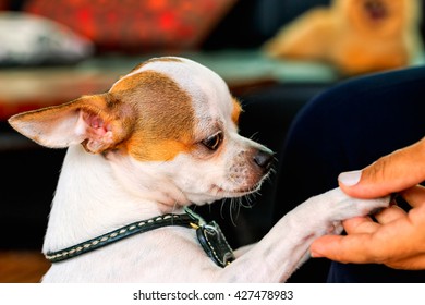 Close Up Cute Chihuahua Dog Shaking Hand With Human