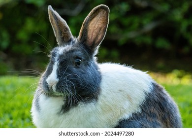 1,093 Chubby rabbit Images, Stock Photos & Vectors | Shutterstock