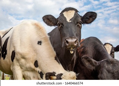 Close up of a cute cow in the middle of a group of cows, black and white and a blue sky