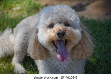 27 Caboodle Dog Images, Stock Photos & Vectors | Shutterstock