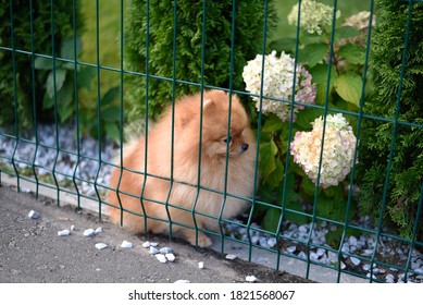 Close Up Of A Cute Dog Pomeranian Spitz Sitting In The Garden Behind Fence In Summer Sunny Day