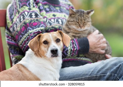 Close Up Of Cute Dog Standing On Bench Next To His Owner Who Holding Cat In The Lap