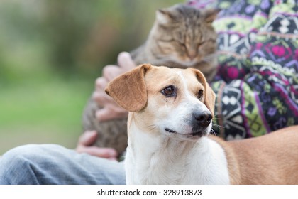 Close Up Of Cute Dog Standing On Bench Next To His Owner Who Holding Cat In The Lap