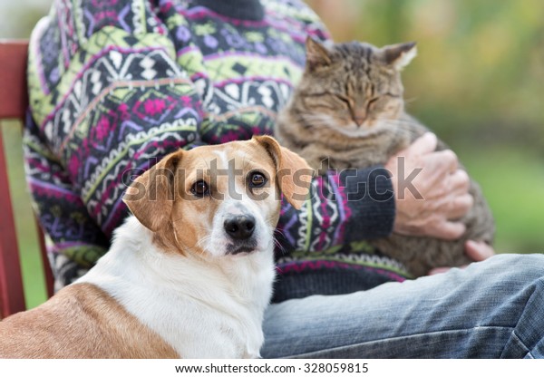 飼い主が膝の上で猫を抱く横のベンチに立つ可愛い犬の接写 の写真素材 今すぐ編集