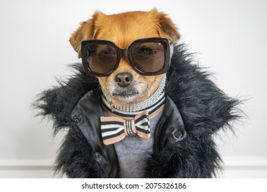 Close Up Of Cute Dog Wearing Fancy Outfit And Sunglasses